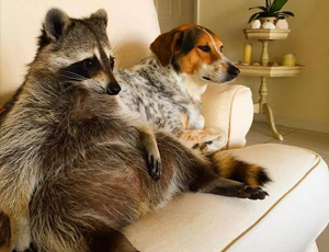 平台在线ddos压力测试